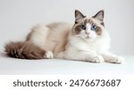 A Ragdoll Cat Relaxing , white background