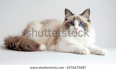 A Ragdoll Cat Relaxing , white background