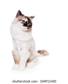 Ragdoll Cat Shaved With A Lion Style Haircut On White