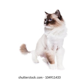 Ragdoll Cat Shaved With A Lion Style Haircut On White