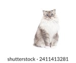 Ragdoll cat sitting isolated on white background copy space
