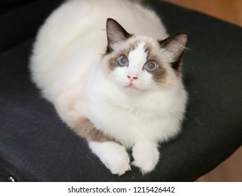 Ragdoll Cat Stock Photos Images Photography Shutterstock