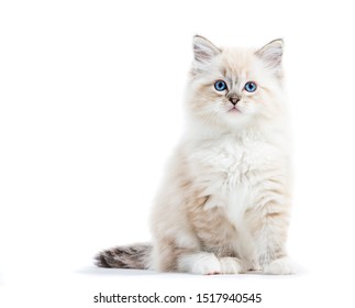 Ragdoll cat, small kitten portrait isolated on white background. Pedigree pet - Shutterstock ID 1517940545