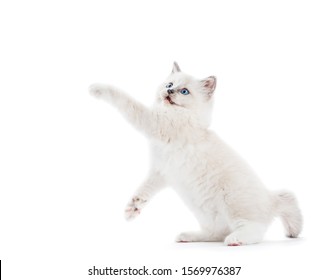 Ragdoll Cat, Small Kitten Stretching His Paw And Looking Above. White Background