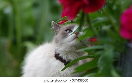 Ragdoll Cat Sniffing Flower