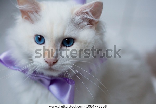 Ragdoll Cat White Blue Eyed Ragdoll Stock Photo Edit Now