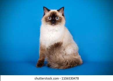 Ragdoll Colourpoint Cat