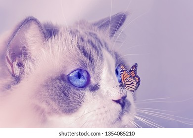 Ragdoll female cat  and blue eyes  and an orange butterfly sitting nose 