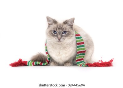 Ragdoll Cat Images Stock Photos Vectors Shutterstock
