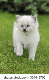 Ragdoll Kitten