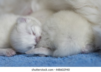 Ragdoll Kitten