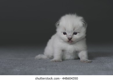 Ragdoll Kitten