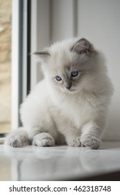 Ragdoll Kitten