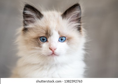 Ragdoll Kitten Blue Eyes Cat at home