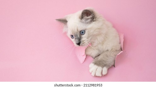Ragdoll kitten cat crawl through a hole in pink paper. Adorable feline kitty pet with ragged background studio portrait