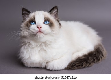 10,455 Ragdoll kittens Images, Stock Photos & Vectors | Shutterstock