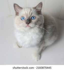 560 Blue Mitted Ragdoll Cat Images Stock Photos Vectors Shutterstock