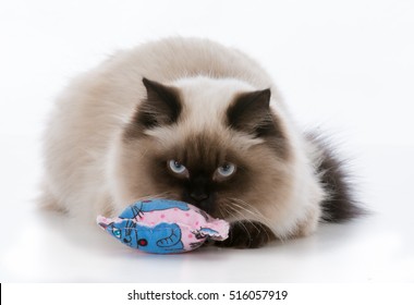 Ragdoll Kitten Playing With Catnip Toy