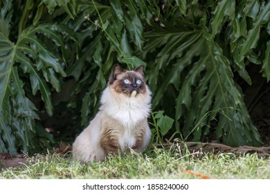 Ragdoll kitten posing in nature with plants in the background