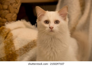 Ragdoll Kitten Resting On Mohair Blanket In The Evening