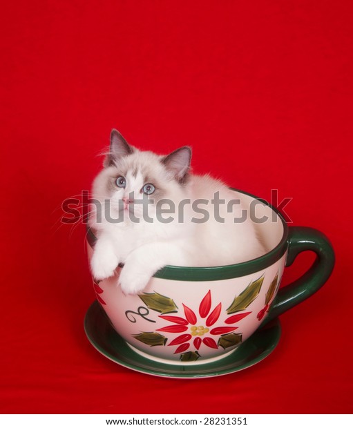 teacup ragdoll