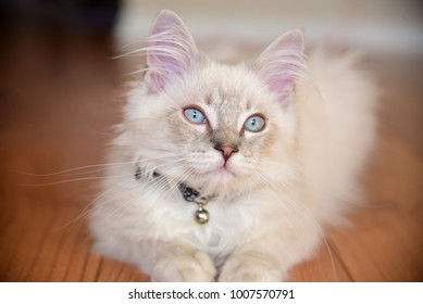 Ragdoll Kittens Blue Lynx Stock Photo Shutterstock