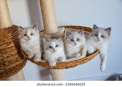 Ragdoll kittens in cat tree