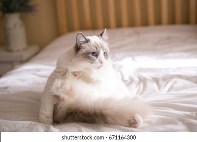 ragdoll on the bed - Shutterstock ID 671164300