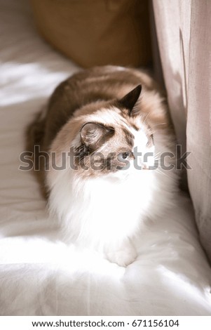 ragdoll on the bed