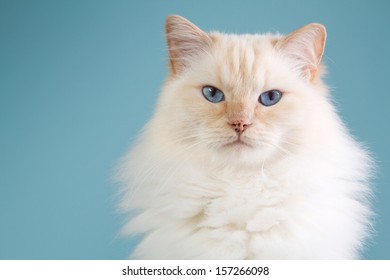 13,122 Ragdoll cat Images, Stock Photos & Vectors | Shutterstock