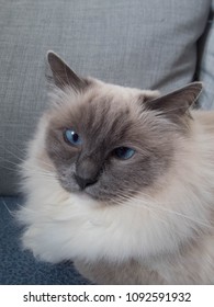 ragdoll race