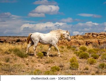 Ragged But Proud Navajo Pony On The Navajo Reservation Near The Four Corners Monument. 