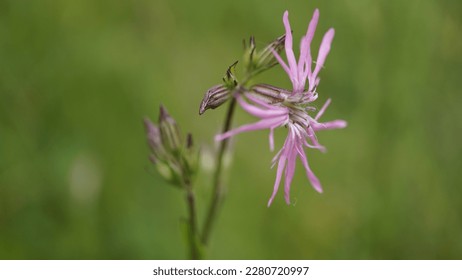 Ragged robin, pink feathers in bloom: exploring the enchanting magenta hue of Silene Flos-Cuculi. - Shutterstock ID 2280720997