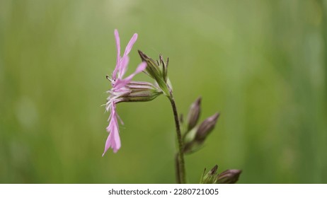 Ragged robin, pink feathers in bloom: exploring the enchanting magenta hue of Silene Flos-Cuculi. - Shutterstock ID 2280721005