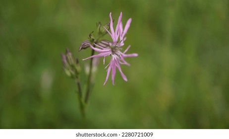Ragged robin, pink feathers in bloom: exploring the enchanting magenta hue of Silene Flos-Cuculi. - Shutterstock ID 2280721009