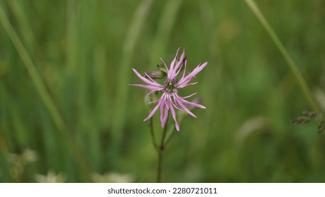 Ragged robin, pink feathers in bloom: exploring the enchanting magenta hue of Silene Flos-Cuculi. - Shutterstock ID 2280721011