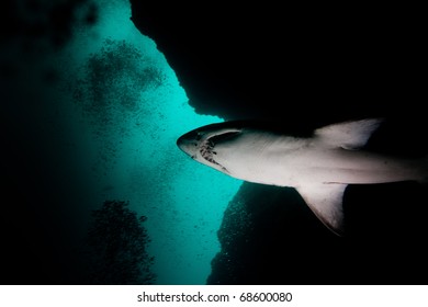 Ragged Tooth Shark In Aliwal Shoal, South Africa