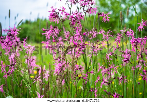 Lychnis Flos Cuculi 图片 库存照片和矢量图 Shutterstock