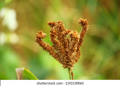 Ragi (Finger Millet) Crop