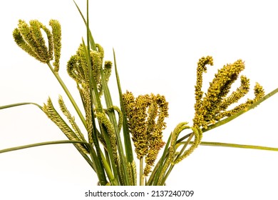 315 Ragi plant Images, Stock Photos & Vectors | Shutterstock