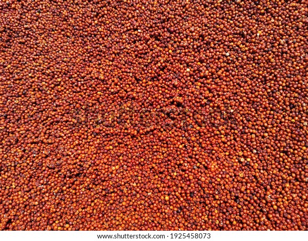 Ragi Super Grain Background Bright Day Stock Photo (Edit Now) 1925458073