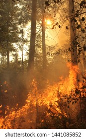 Raging forest fire in the pacific northwest of the United States