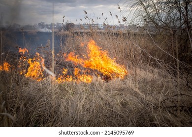 Raging forest spring fires. Burning dry grass. Grass is on fire in the meadow. Ecological catastrophy. Fire and smoke destroy all life. Firefighters put out a big fire. A lot of smoke