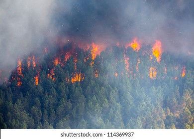 Raging Pine Tree Fire Across The Hill