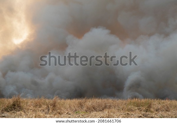 raging smoke pattern background of fire burn in
grass fields, forests and black and white smoke to sky. Big
wildfire close-up. pollution in air concept. wildfire make to smoke
bush pollution in world.