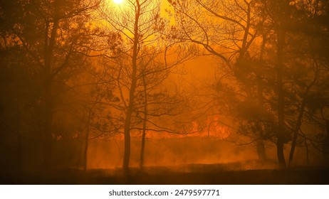 Raging summer forest fires. Dry grass and pine forest are burning. An environmental disaster. Fire and smoke destroy all living things. A lot of smoke