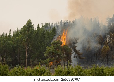 Raging wildfire devouring forest landscape near leon, spain, generating massive smoke column and consuming pine trees with intense orange flames