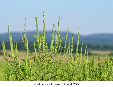 Ragweed Or Ragweed Allergy Triggers