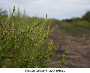 Ragweed Blooming, Ragweed Blooming Near The Road, Ragweed Pollen Allergen