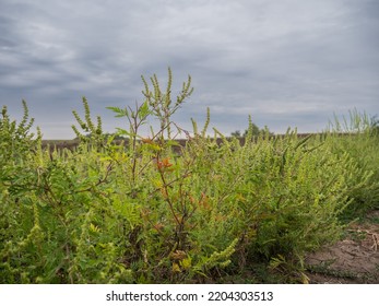 Ragweed Blooming, Ragweed Blooming Near The Road, Ragweed Pollen Allergen